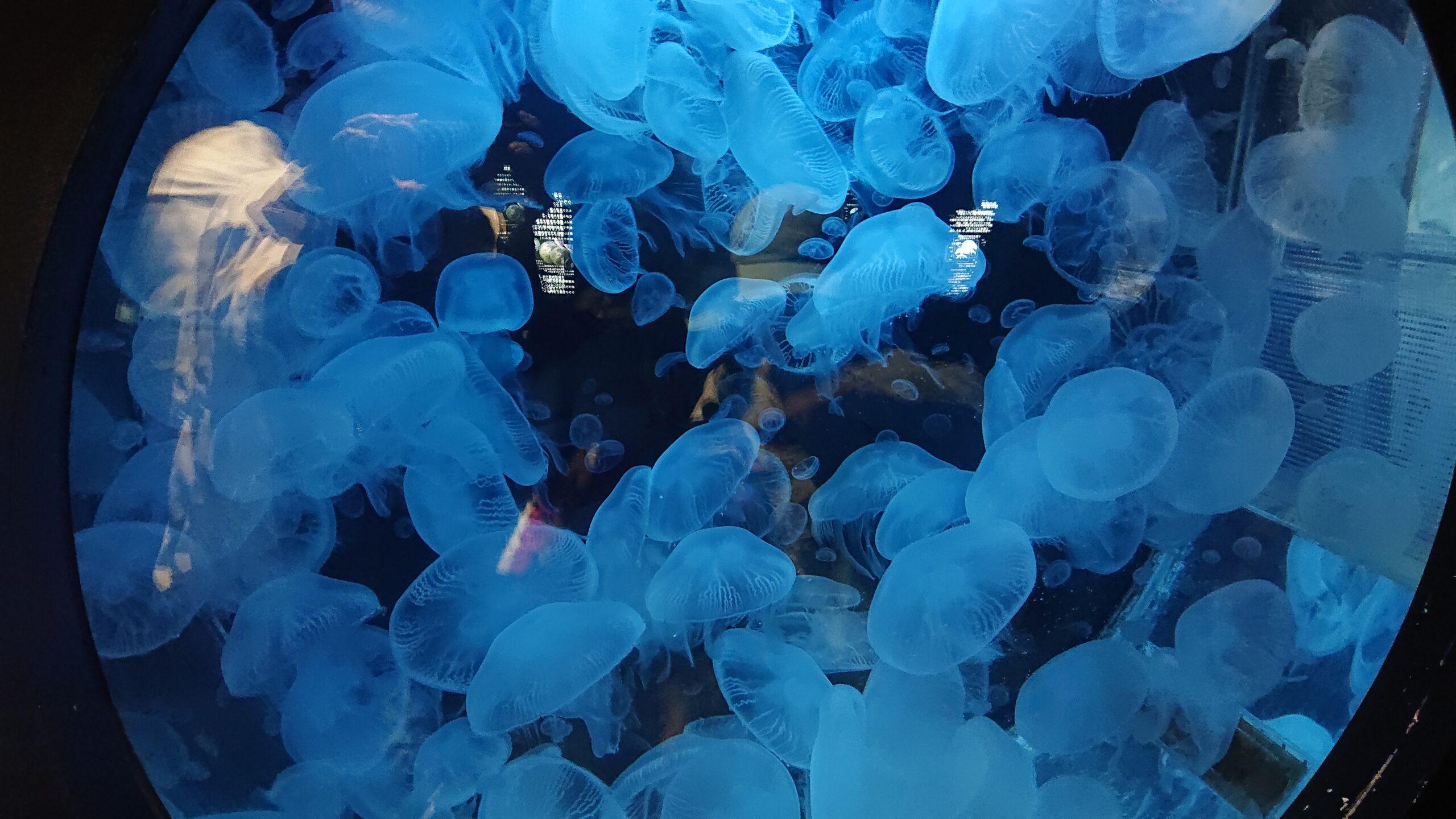 上越市立水族博物館「うみがたり」を紹介