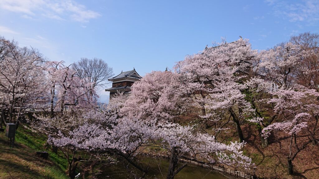 北櫓と桜