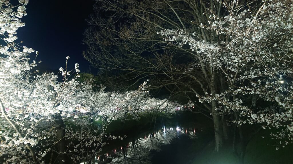 【夜桜】お堀の水面に映る桜