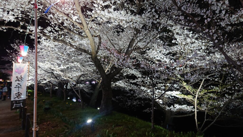 お堀沿いの夜桜