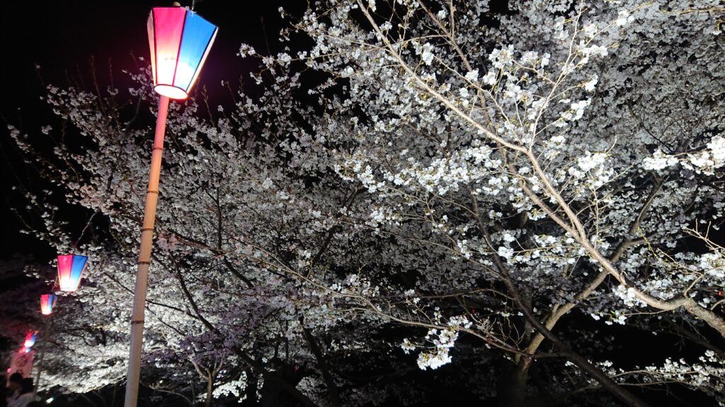 お堀沿いの夜桜とちょうちん