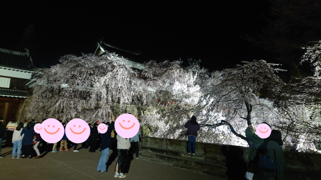 【夜桜】東虎口櫓門前の枝垂れ桜