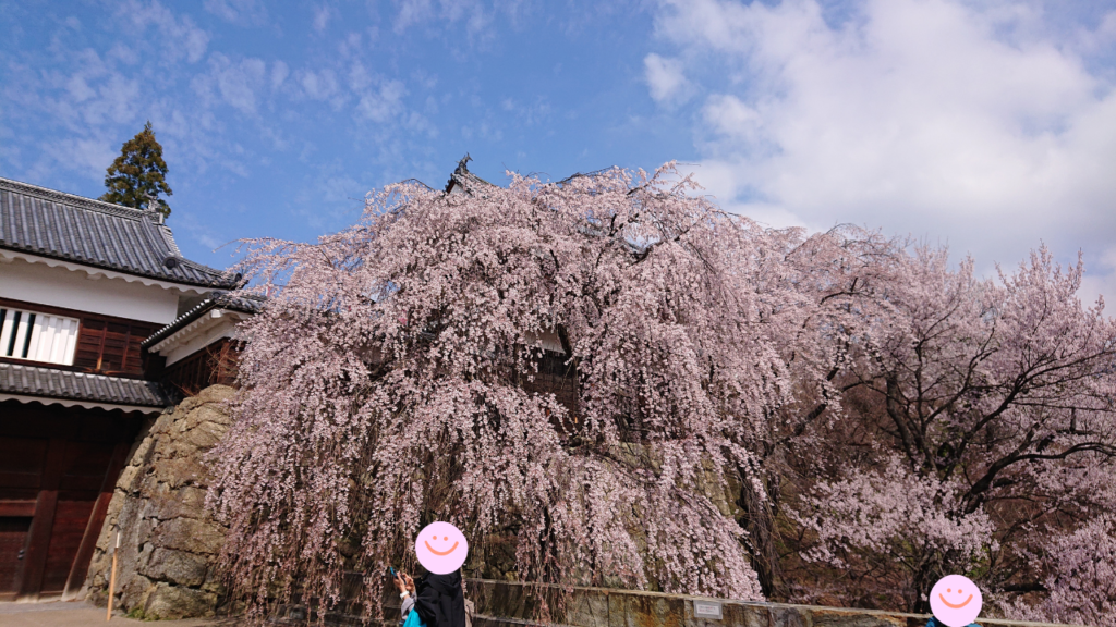 東虎口櫓門前の枝垂れ桜