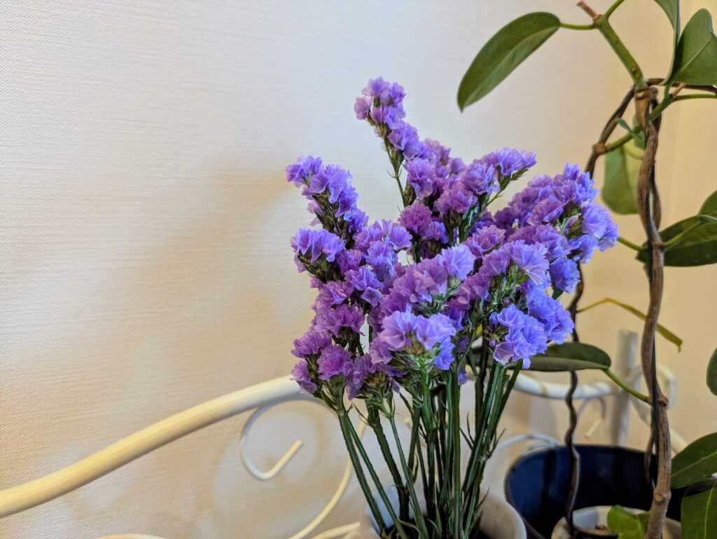完成したスターチスのドライフラワーを、花瓶に飾りました。